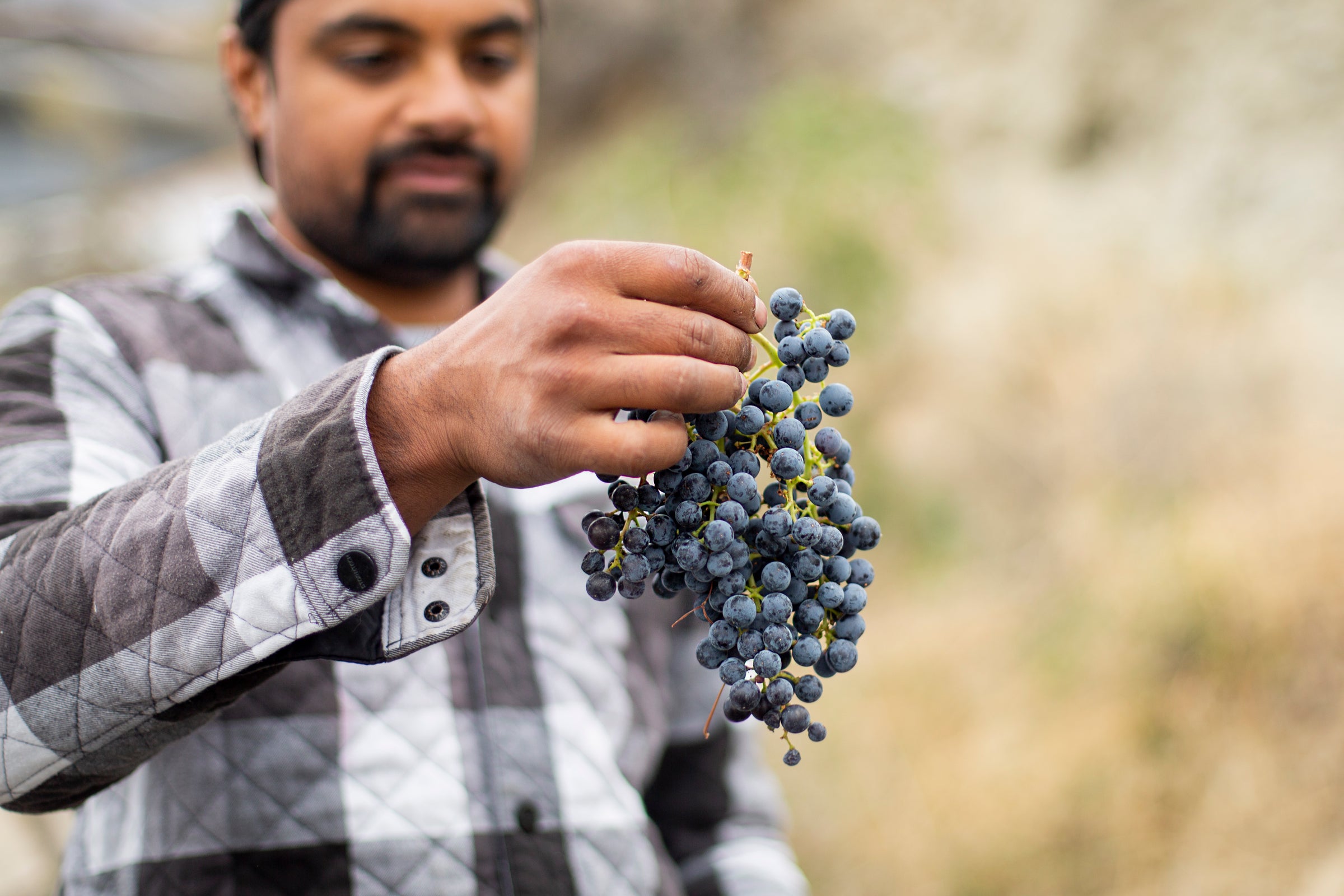 Ajay Chavan holding a bunch of Merlot grapes