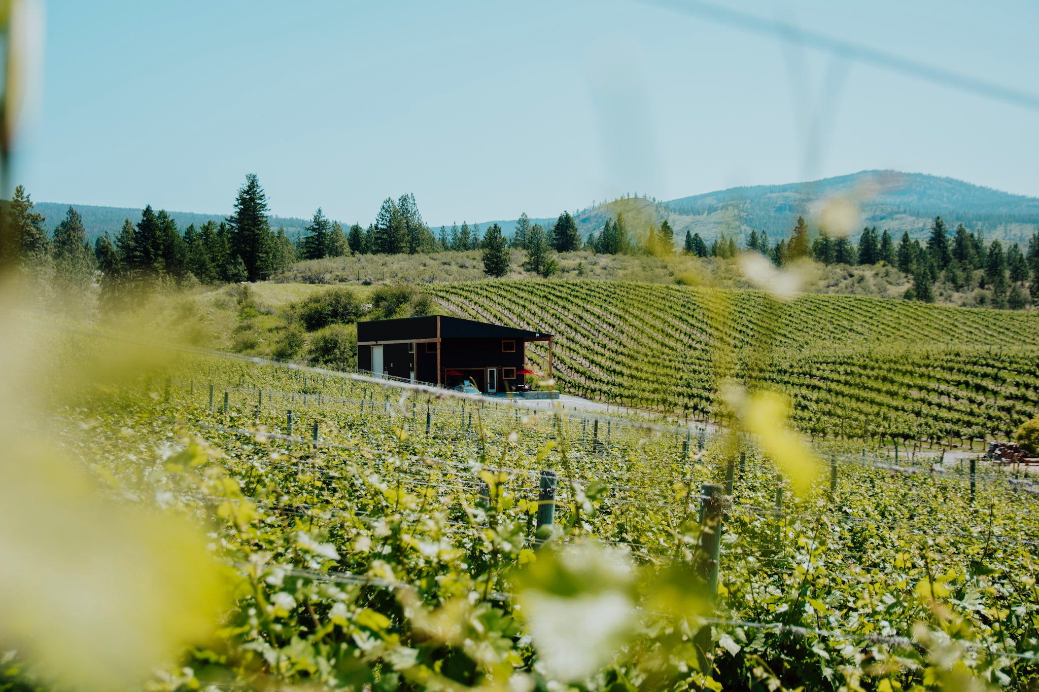View of Mayhem Wines tasting room through the vineyard