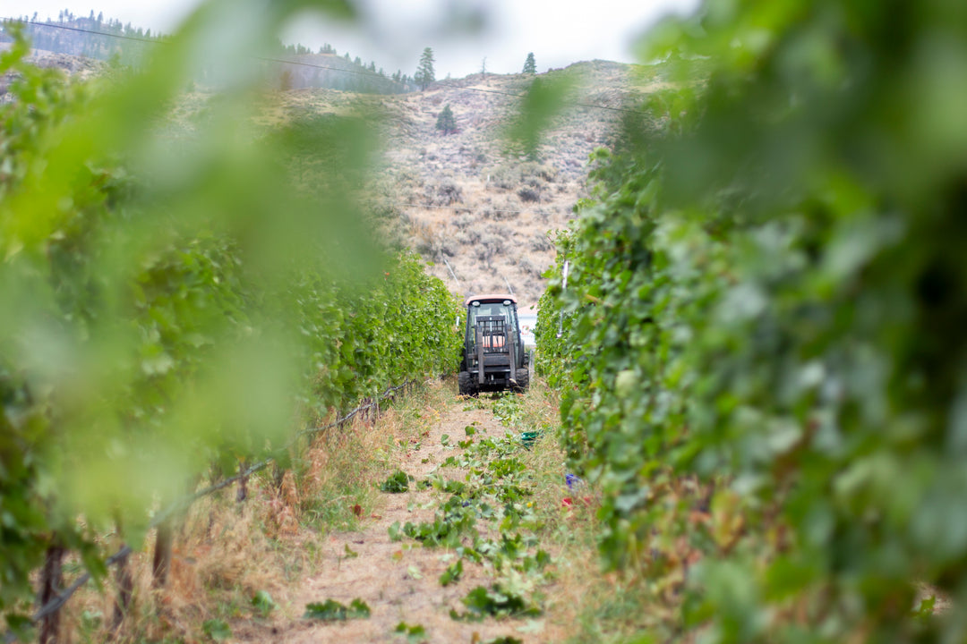 Tractor in the vines at Anarchist Mountain Vineyard