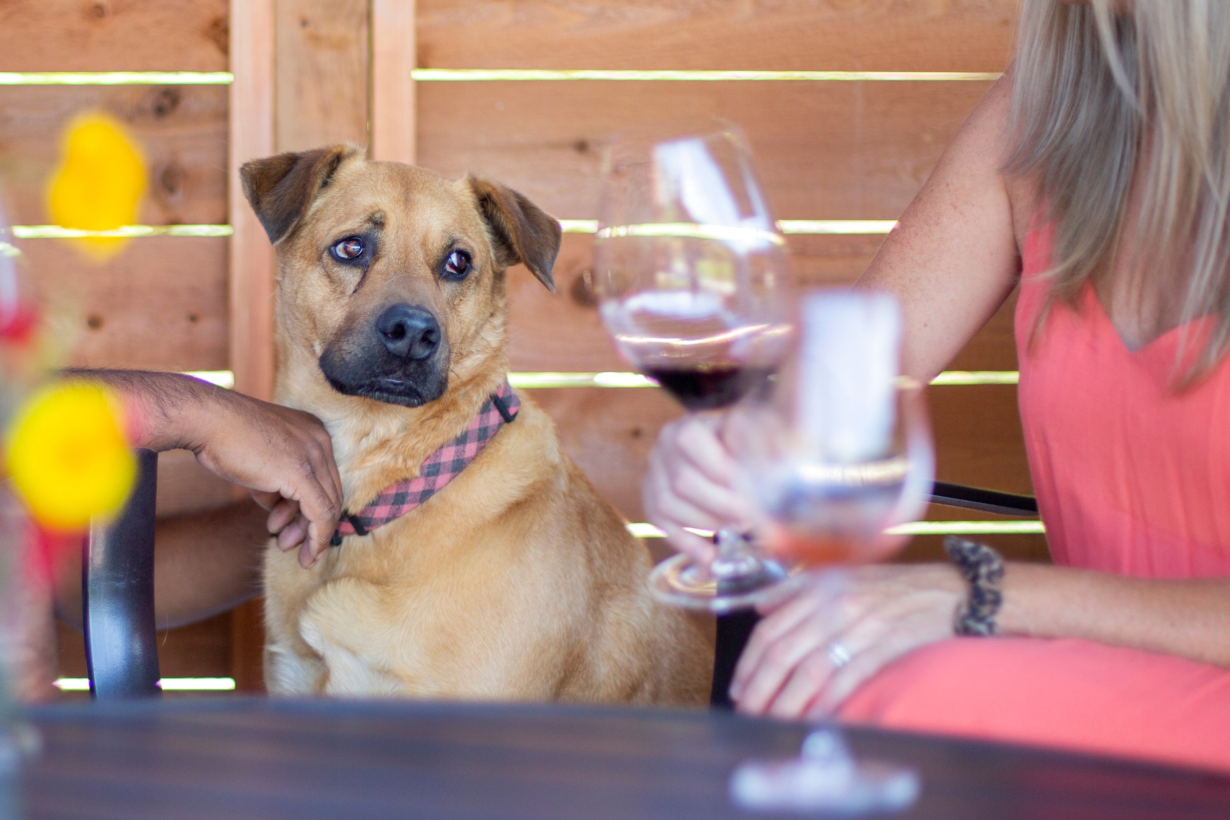 A dog sitting on the patio while two people are drinking wine